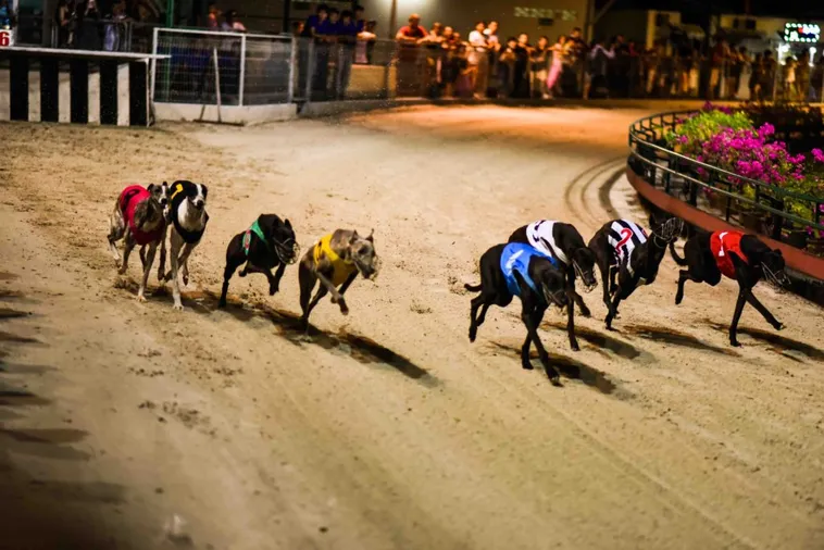 Cách Chơi Game Đua Chó DP568 Thắng Lớn Trong 5 Phút