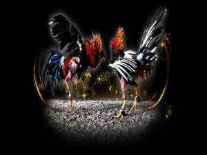 Bí Kíp Chơi Đá Gà Sabong Tại DP568 Thắng Lớn Mỗi Ngày