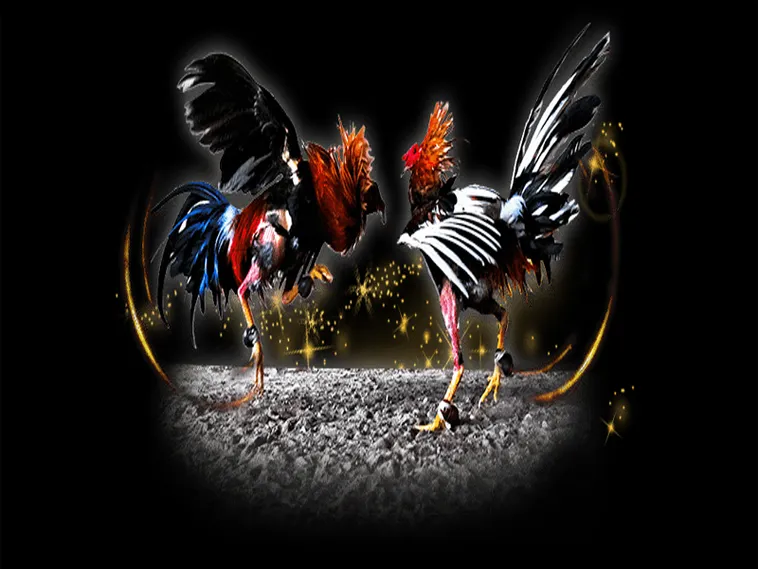 Bí Kíp Chơi Đá Gà Sabong Tại DP568 Thắng Lớn Mỗi Ngày