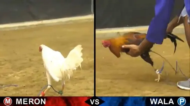 Bí Kíp Chơi Đá Gà Sabong Tại DP568 Thắng Lớn Mỗi Ngày